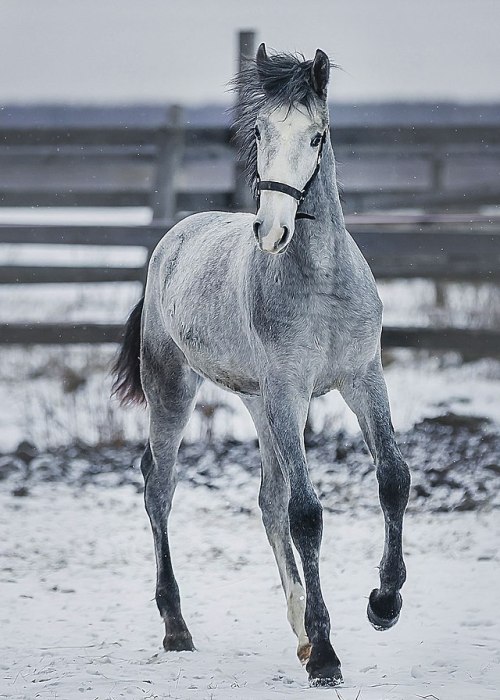 orlovtrotter:Orlov Trotter colt Lunapark