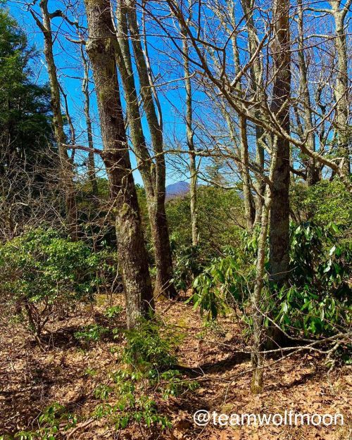 Beautiful day near Mt. Pisgah. North Carolina, March 2021.#springtimeinthemountains #blueridgemounta