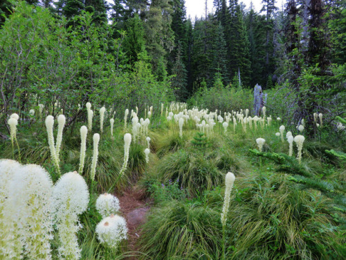 90377: Wildflowers along the Blair Lake Trail by yunckette