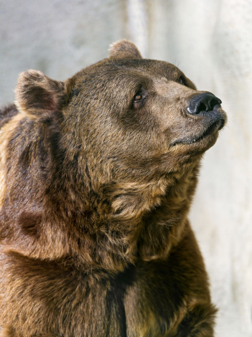 theanimalblog:  Bear with melancholic expression (by Tambako the Jaguar) 