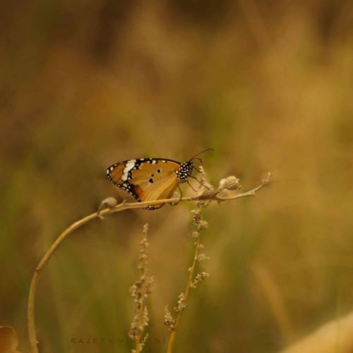 Monarch Butterfly  #butterfly #butterflies #butterfly #colors_of_day_macro #somber_macro #somber_moo