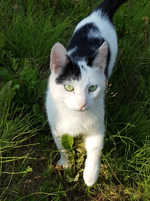 kittykittykittykittykitty:sylvasas-cats:I ran into this cat today and it decided to model for meBeau