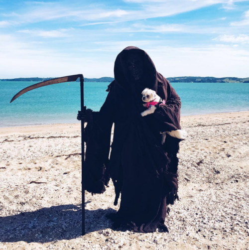 archiemcphee:Meet The Swim Reaper, death taking an extended holiday on the beaches of New Zealand an