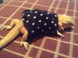 yeahponcho:  paris-green:  yeahponcho:  sock coat    HOLY SHIT I completely forgot alphys has a polka dot dress oh my god. Oh my GOD. I unknowingly got poncho to cosplay alphys.  