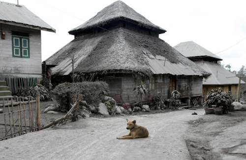 fotojournalismus: A dog sits in the middle of a road in an empty village after all villagers were ev