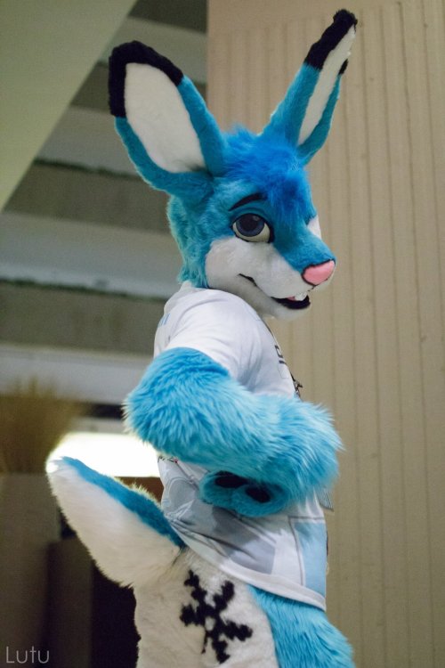 fursuitpursuits:RT @FurriesUTR: You lookin’ at my butt? w/ @FrostiBunni #FursuitFriday (Photo 