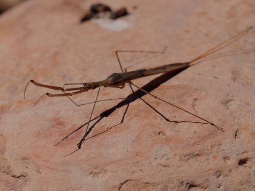 Ranatra fusca “Brown Waterscorpion” NepidaeLake Inez, Lolo National Forest, MTMay 23, 2017Robert Nie