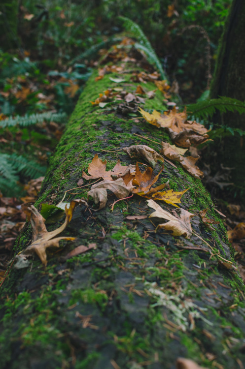 Autumn Log Prints