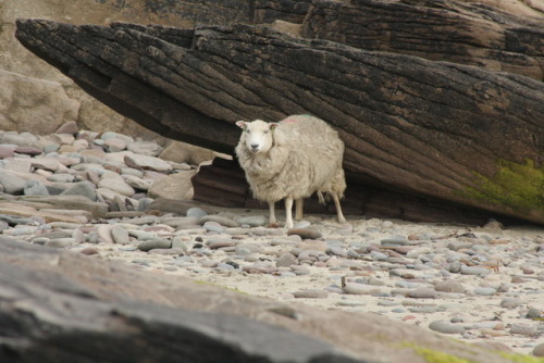 crisscrosscutout:I like this ewe’s expressionShe is scratching on that rock XD