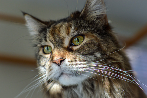 Ben the Maine Coon in striped sunlight. (Jan 2018)