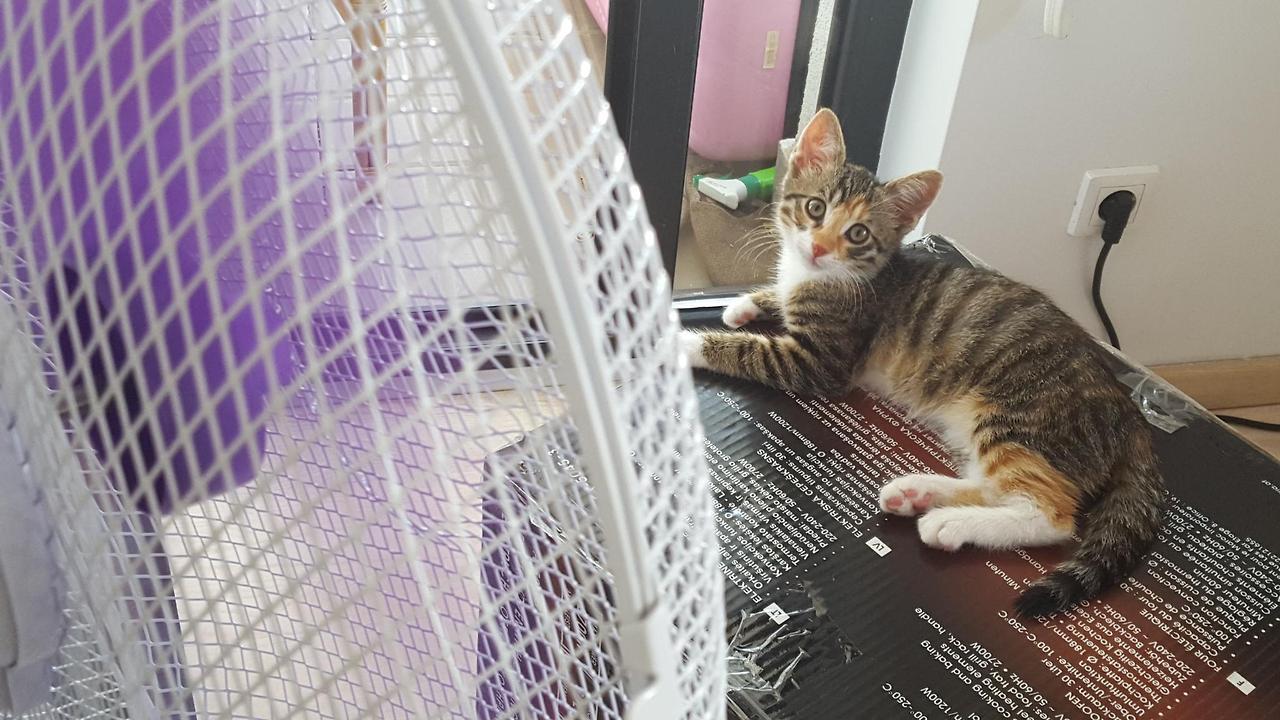 cutekittensarefun:Kitten enjoying newly bought fan on a hot day