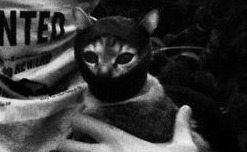 futubandera:  Hasta los gatos ahora tiran piedras