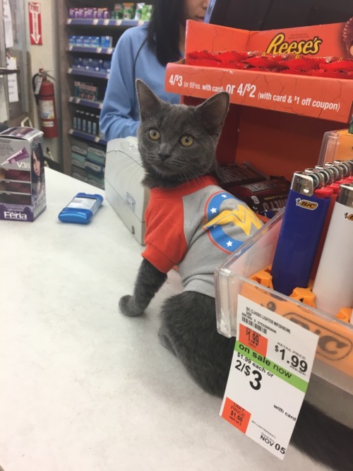 kittenfossils:my cat is walgreens’ fav customer