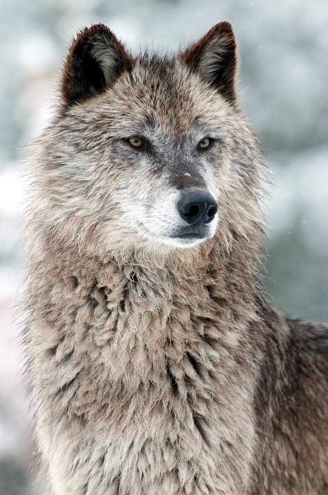 wolveswolves:  By Grizzly and Wolf Discovery Center 