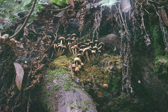 l0thl0rien:  attaches:  untitled by new legs on Flickr.   ◊~Enter this Middle Earth~◊