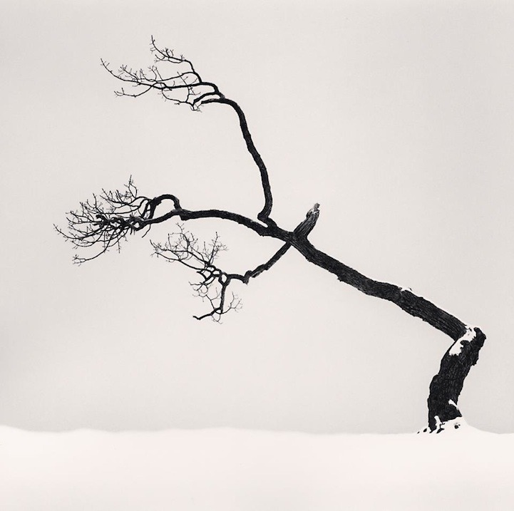 arqsa:  Japanese treeby Michael Kenna