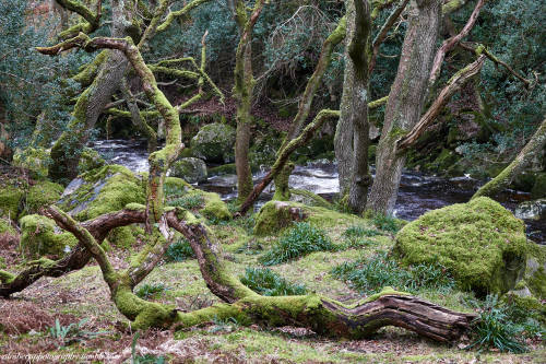 Dewerstone Woods Dartmoor UK