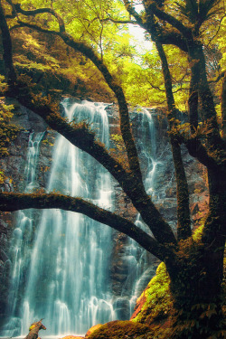 atraversso:  A waterfall in the forest  by