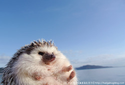 hedgehogcalendar:  (［４コマ写真］砂浜を歩くハリネズミの小さな足あとから)