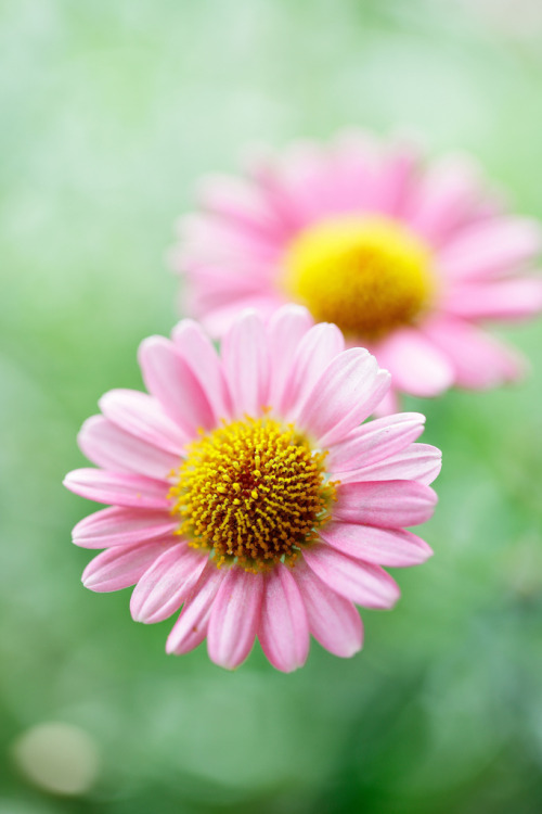 tinnacriss:Marguerite by Mirai TakahashiVia Flickr:The flower which blooms lively at my garden.