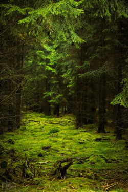bluepueblo:  Dark Forest, Germany photo by