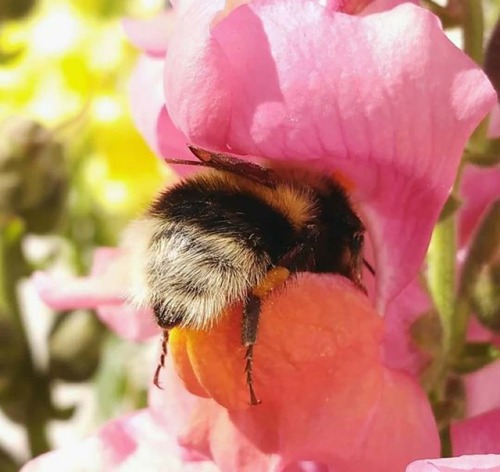 catsbeaversandducks:  Some bumble bee butts. Via Imgur 