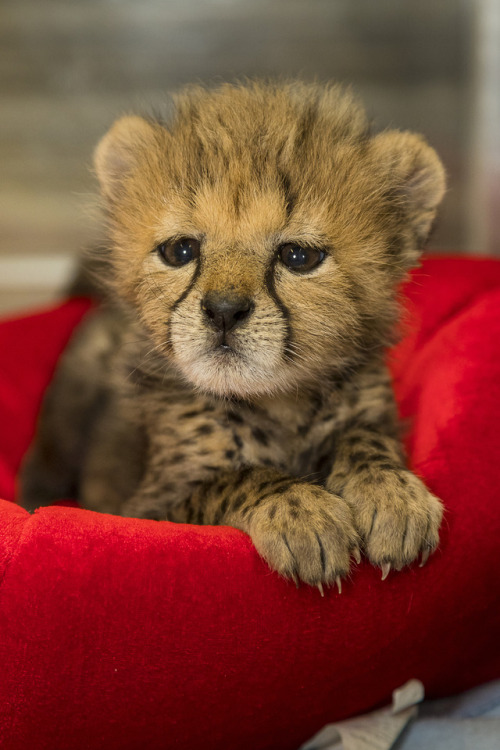 sdzoo:We’ve added 4 pounds of fuzz to our Nursery and she’s basically in charge. This little cub cam