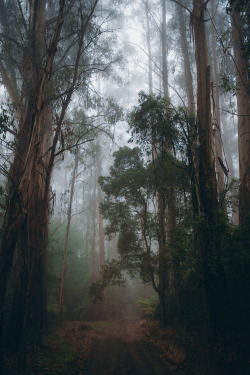 hullocolin:  Dandenong Ranges National Park, AustraliaInstagram | Tumblr | Website | Shop | Etsy