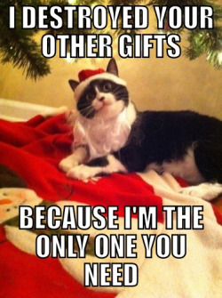 thedailymeme:  Overly Attached Christmas Cat