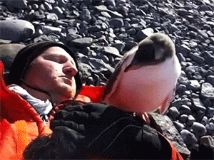 sizvideos:  Baby Penguin Hug Video 