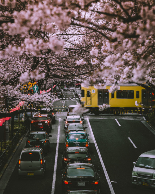 Sakura tunnel More than 300 cherry trees are lined along the Nakano Street 2 km from Nakano Station 