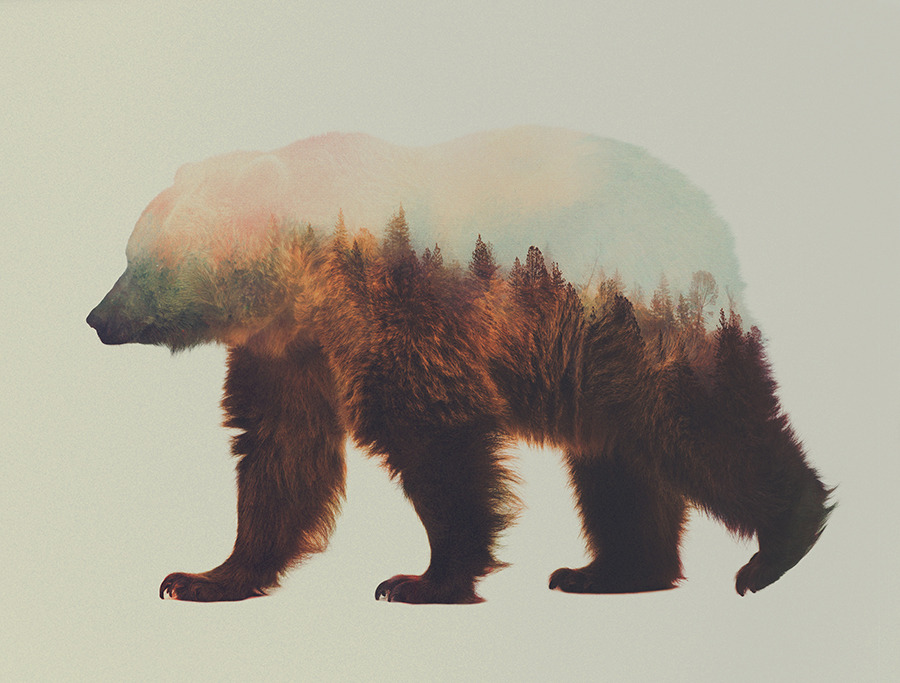 artbylie:  Norwegian Woods by Andreas Lie 