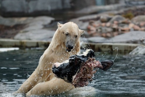 virginiaviking:  southernsideofme:  The polar bear in Copenhagen Zoo gets a cow head about once a week.  At first you think he had a cow friend playing in the water with him, and then it becomes clear