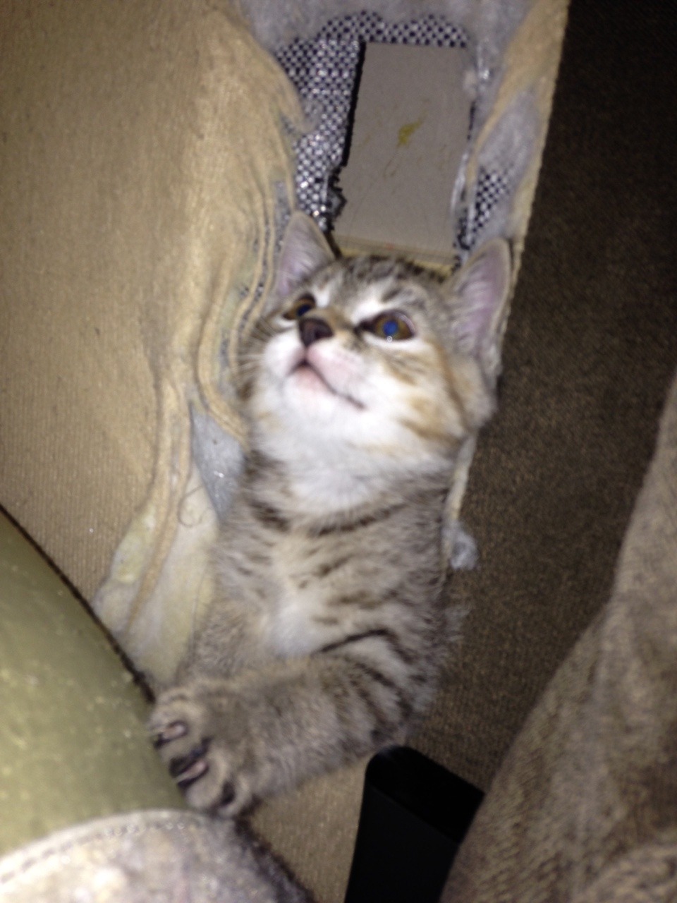 Unflattering Cat Selfies