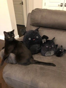 catasters: