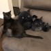 catasters: