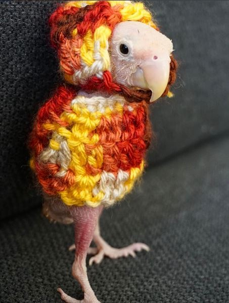 finofilipino:  Nos reímos de los calvos, pero al menos ellos pueden hacer vida normal.La calvicie de aves sí que es una putada.