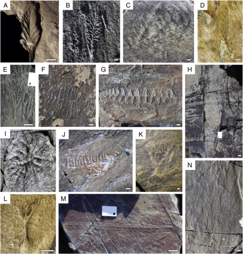 ediacarans:plantyhamchuk:ediacarans:Remarkable insights into the paleoecology of the Avalonian Ediac