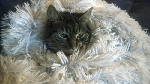 pragmaculture:  We bought a new blanket. Frankie the kitten approves.