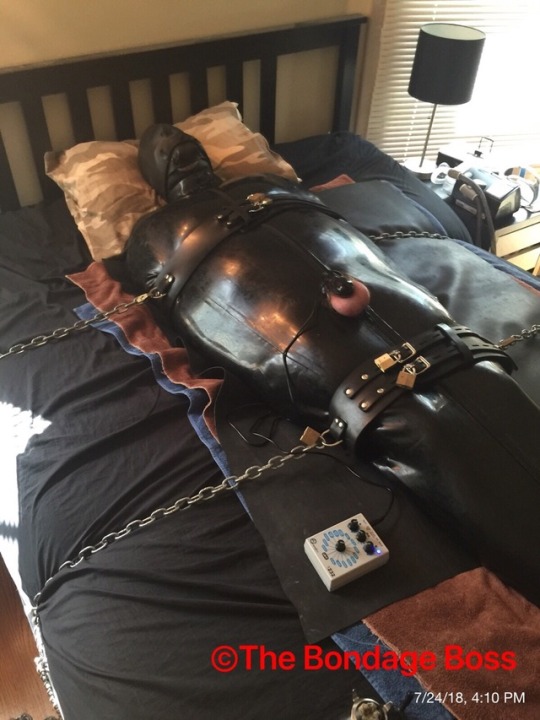 thebondageboss:  Tuesday, July 24 - Canadian pig in Bondage The pig is sealed in a rubber sleepsack with neoprene hood and neoprene tube gag. The pig is still in chastity and plugged with the electro plug. Three belts hold the pig in place and prevent