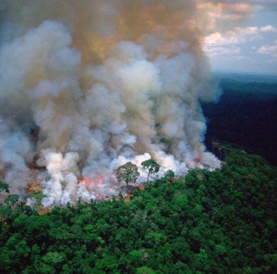 napkinpoetess:if you didn’t know, the amazon rainforest is on its 16th day of burning. my heart is broken, this is so saddening, and upsetting and nobody is doing anything about it. the amazon is the world’s largest tropical rainforest. covering