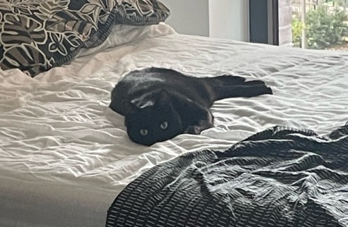 Happy National Black Cat Day! Here Are Some Of The Shapes Mine Makes