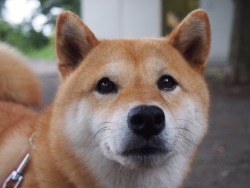 shibainu-komugi:  今日の柴犬の小麦さん #shiba #dog #komugi #柴犬