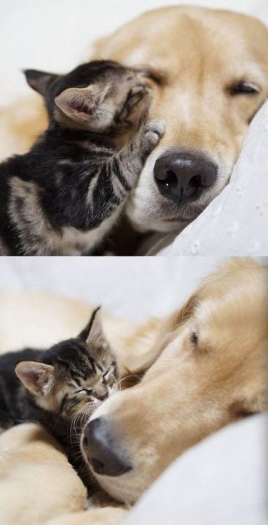 comfortspringstation:  Kitten rejected by mother and raised by golden retriever 