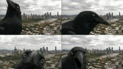 fennekinchan:  An inquisitive crow was caught checking out the 9 News Brisbane skycam earlier today. CAW  o_o;;