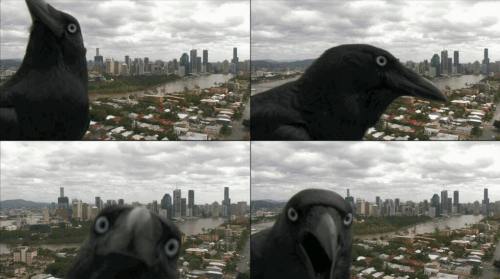 ladypalerider:sadspaghetti:so the local news picked up this crow on the skycamDeath please come get 