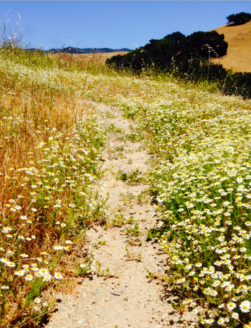 cal poly