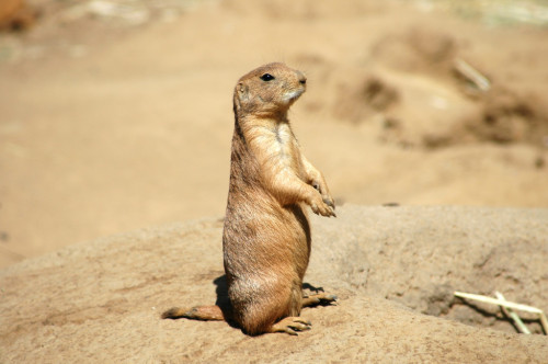 The amazing prarie dog. Did you know that prarie dogs are known for having their own language? They 