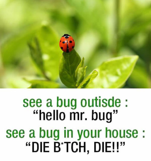 srsfunny:  Whenever I See A Bughttp://srsfunny.tumblr.com/
