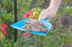 plasmalogical: toadschooled: A nice round European common toad [Bufo bufo] takes one of Spain’s famous shovel rides. Photo by tusentakk2.com/wordpress  his name is Bufo Bufo 